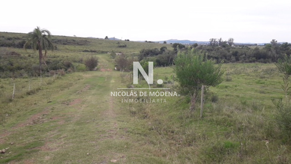 Campo