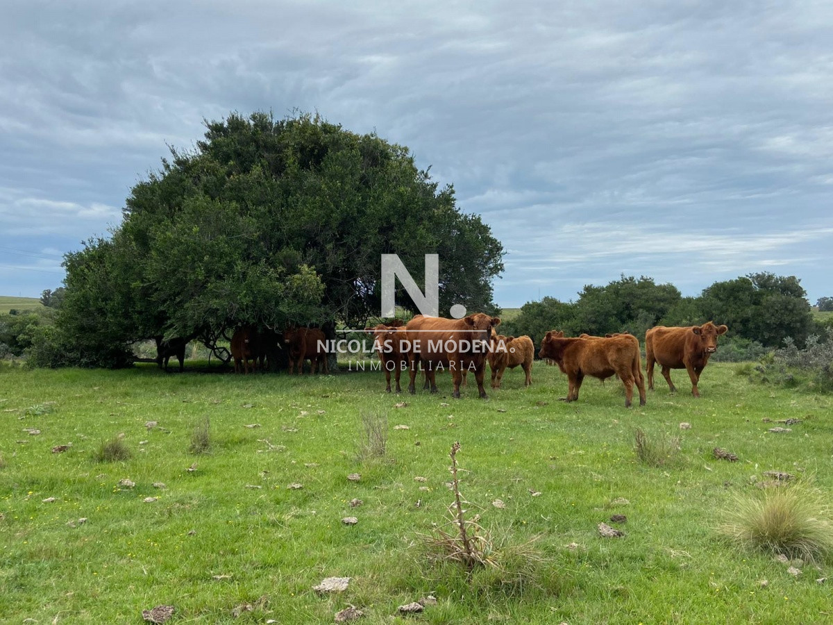 Campo