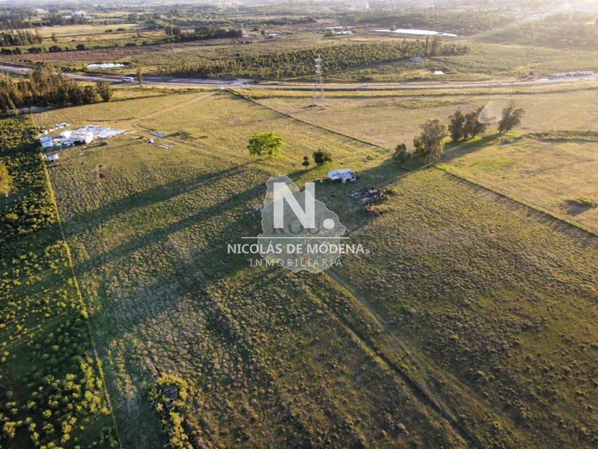 Campo