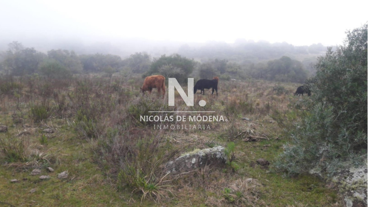 Vende campo en Aigua  Maldonado de 40 hectareas. - GoPunta - Portal Inmobiliario de Punta del Este - Maldonado
