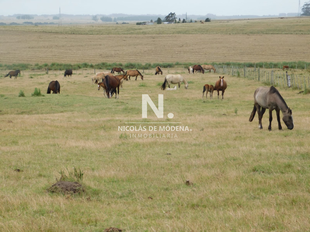 Campo