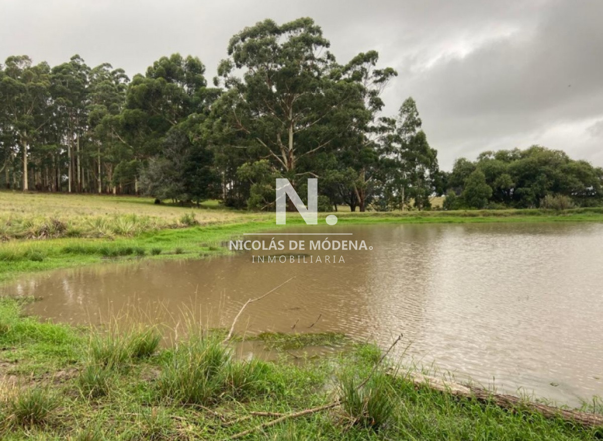 Campo