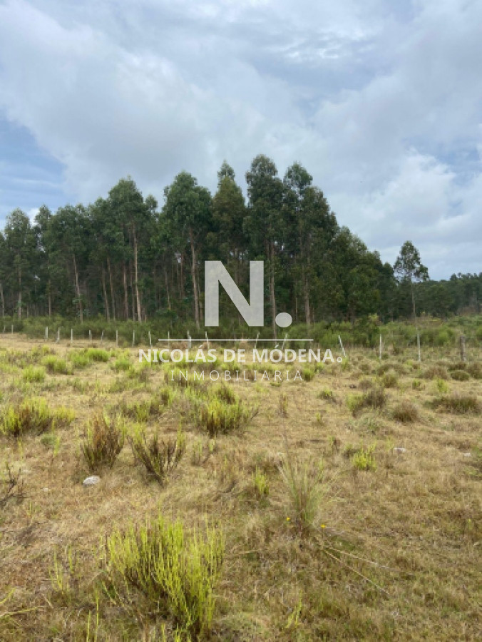 En venta campo de 643 en Don Carlos, a10km de Rocha - GoPunta - Portal Inmobiliario de Punta del Este - Maldonado