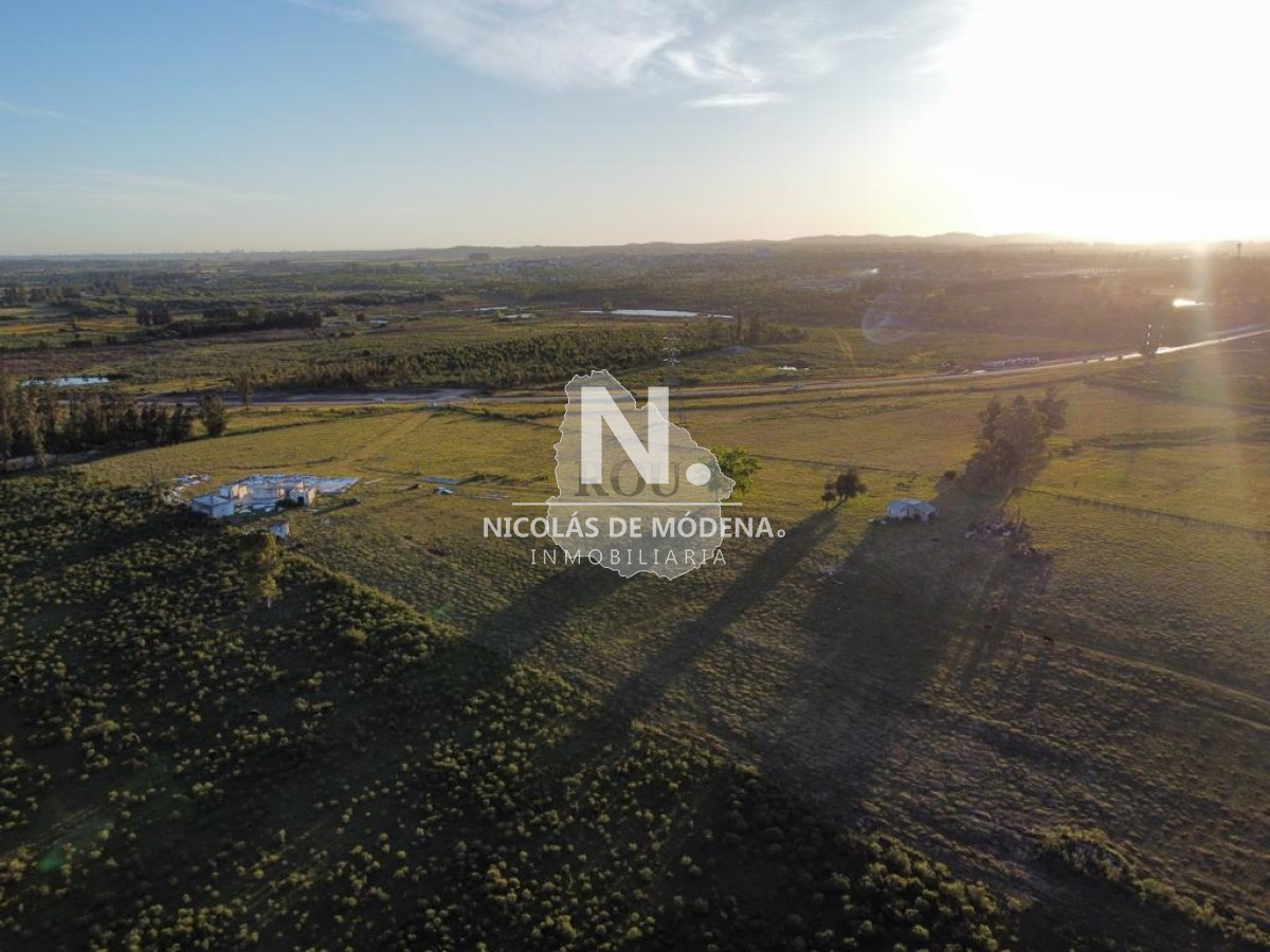 Campo