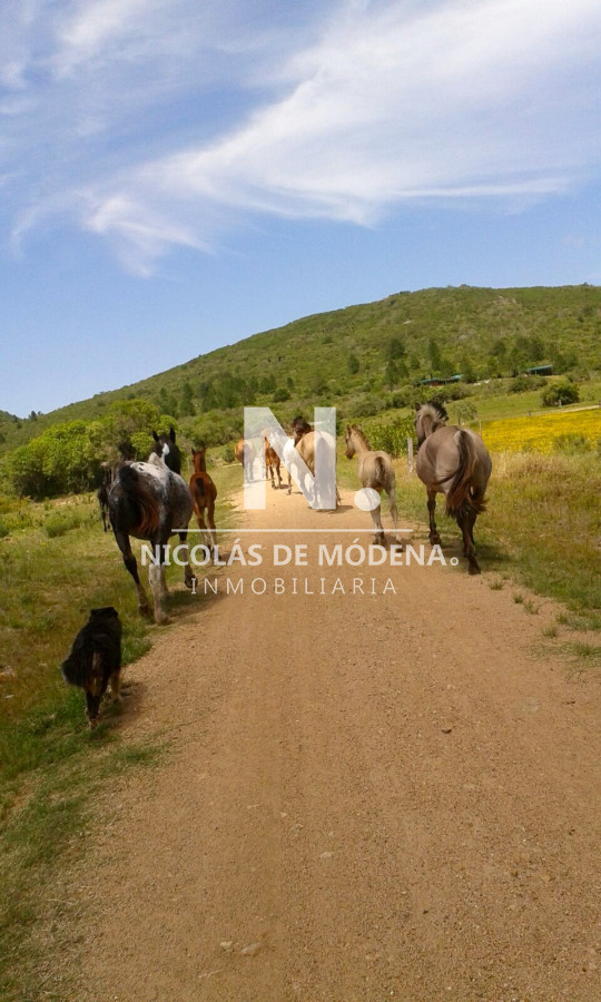 Campo