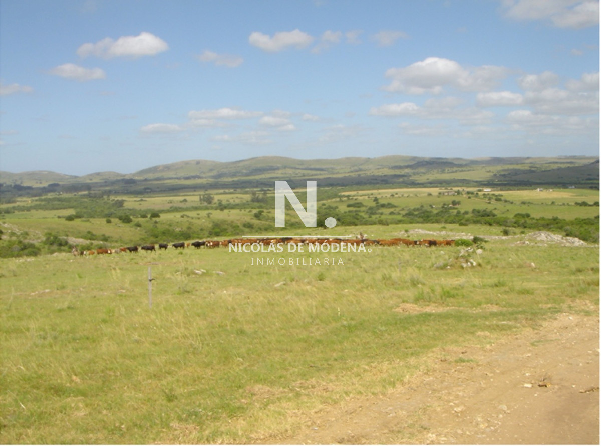 En venta campo criador en Montevideo   Treinta y Tres. - GoPunta - Portal Inmobiliario de Punta del Este - Maldonado