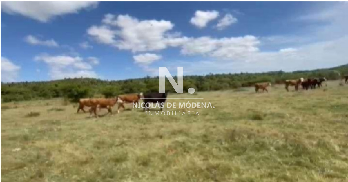 Vende Gran campo Ganadero  Forestal - GoPunta - Portal Inmobiliario de Punta del Este - Maldonado
