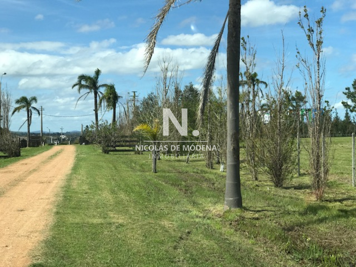 Campo