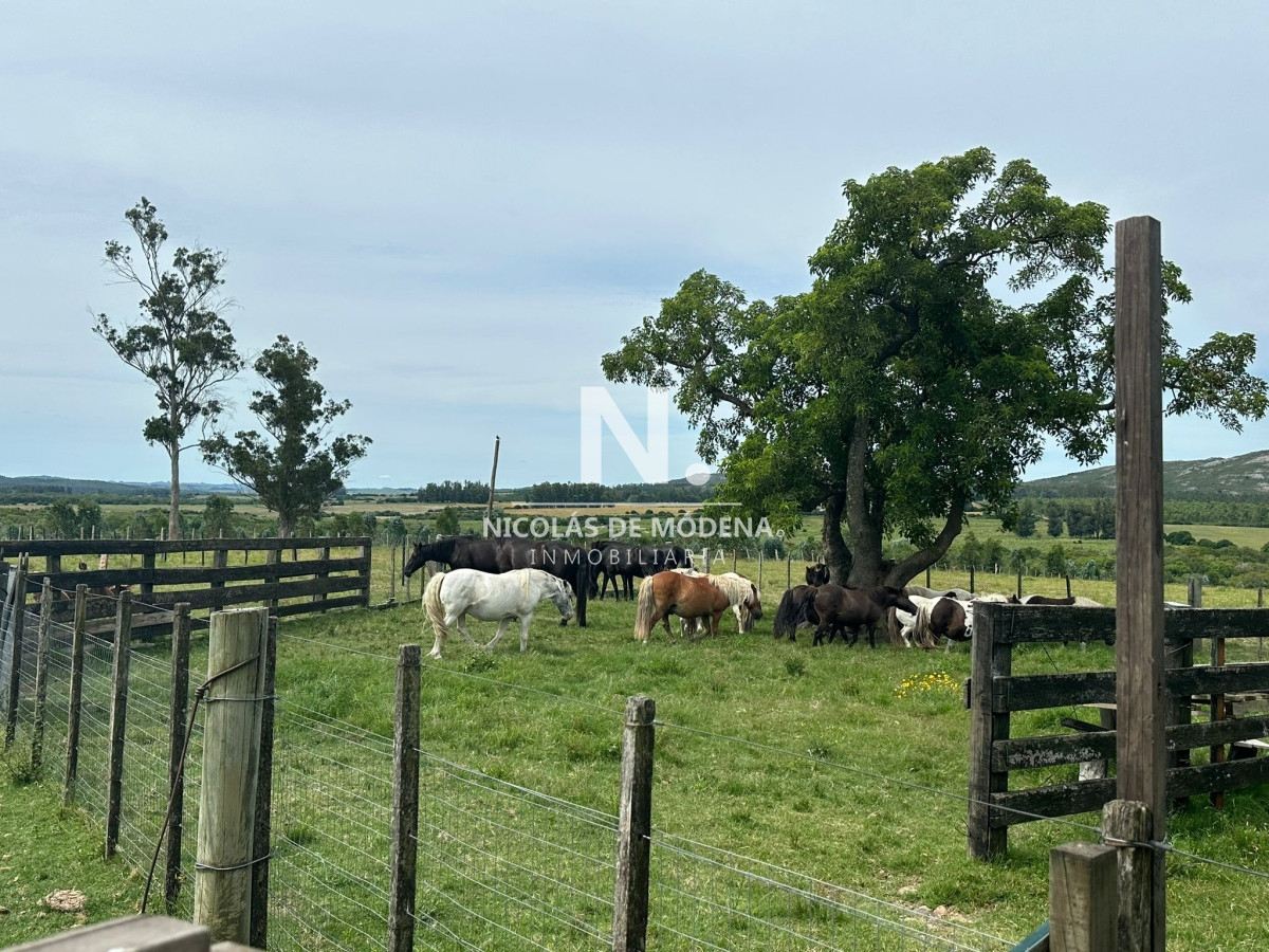 Campo