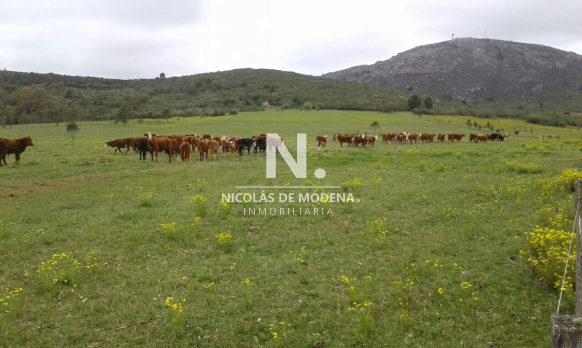 Campo