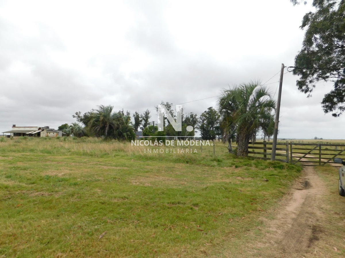 Campo