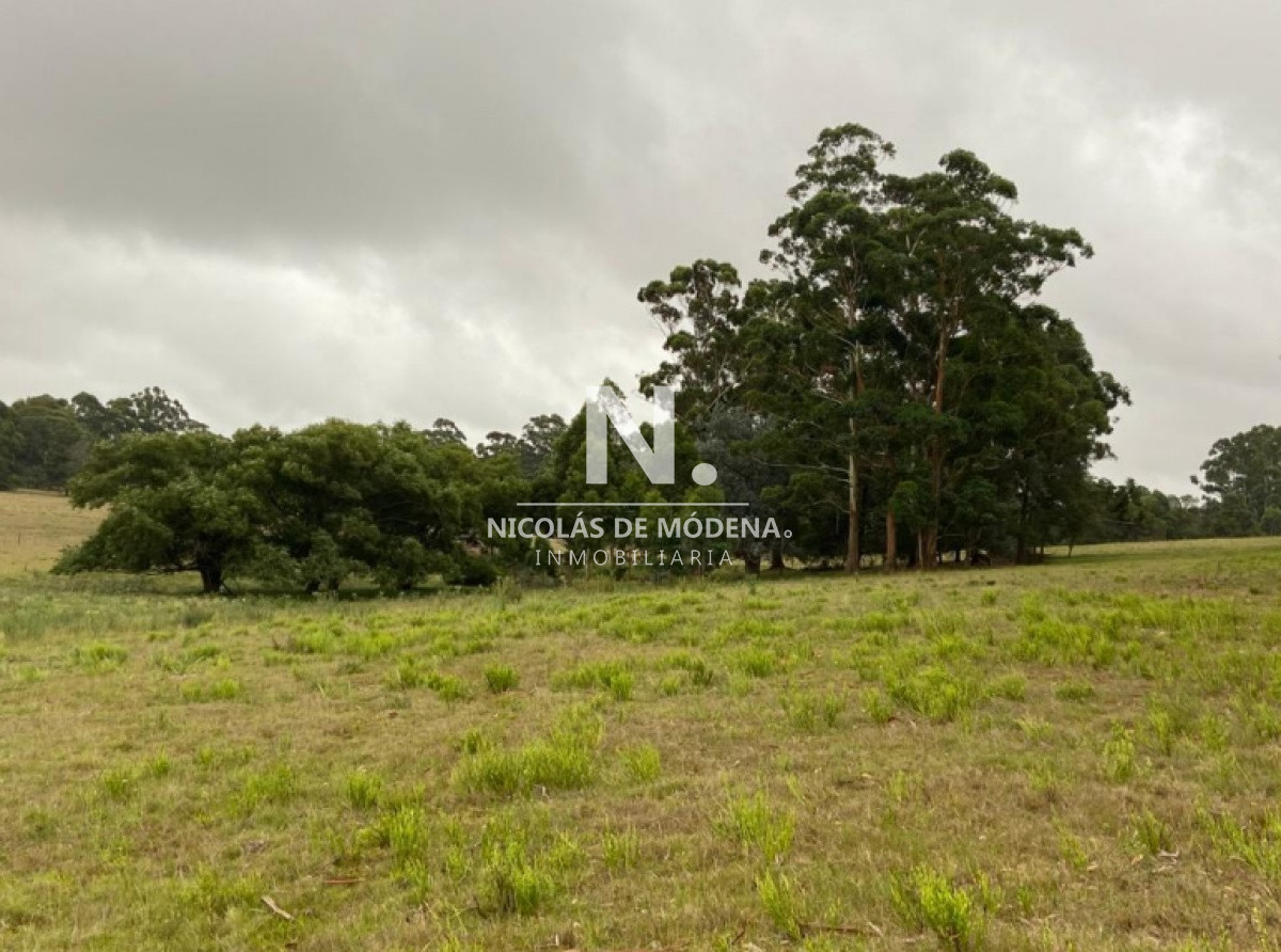 Campo