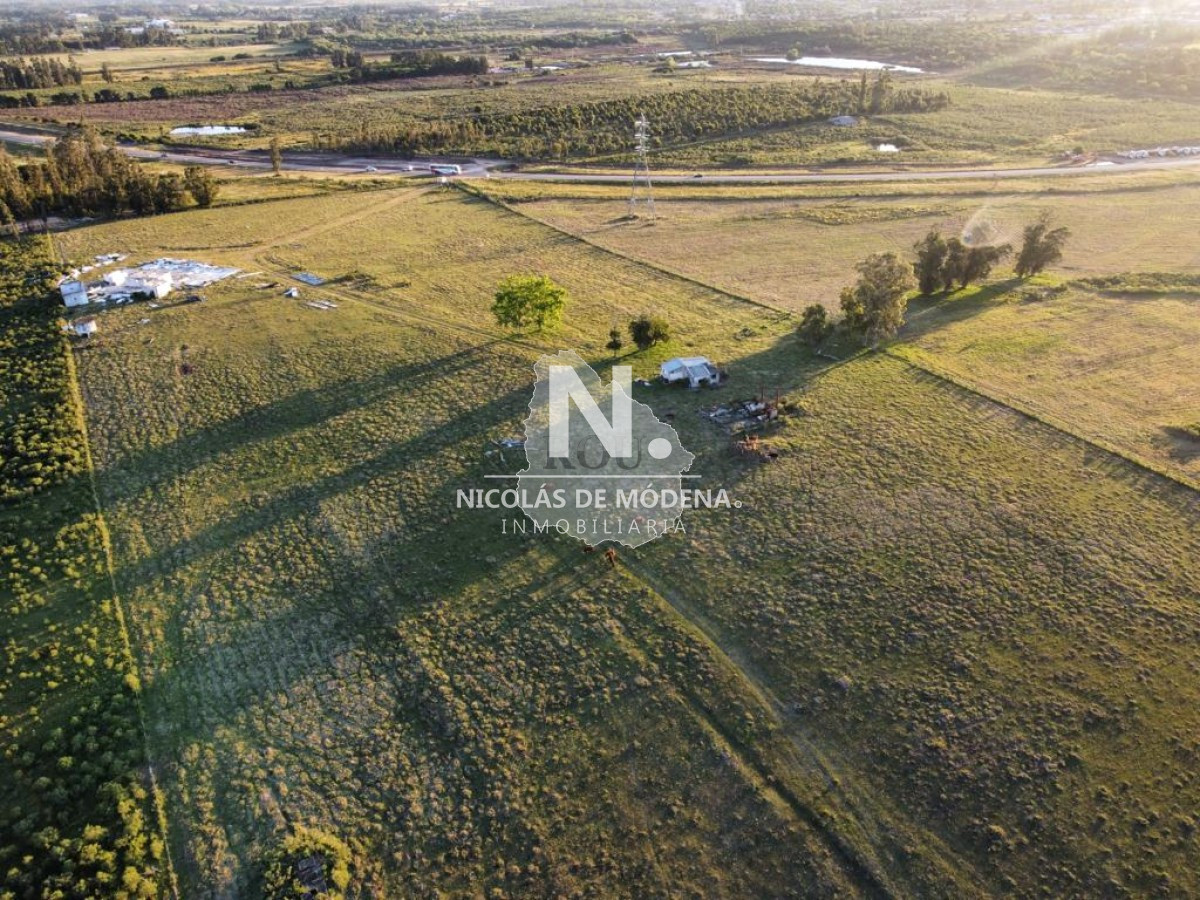 Campo