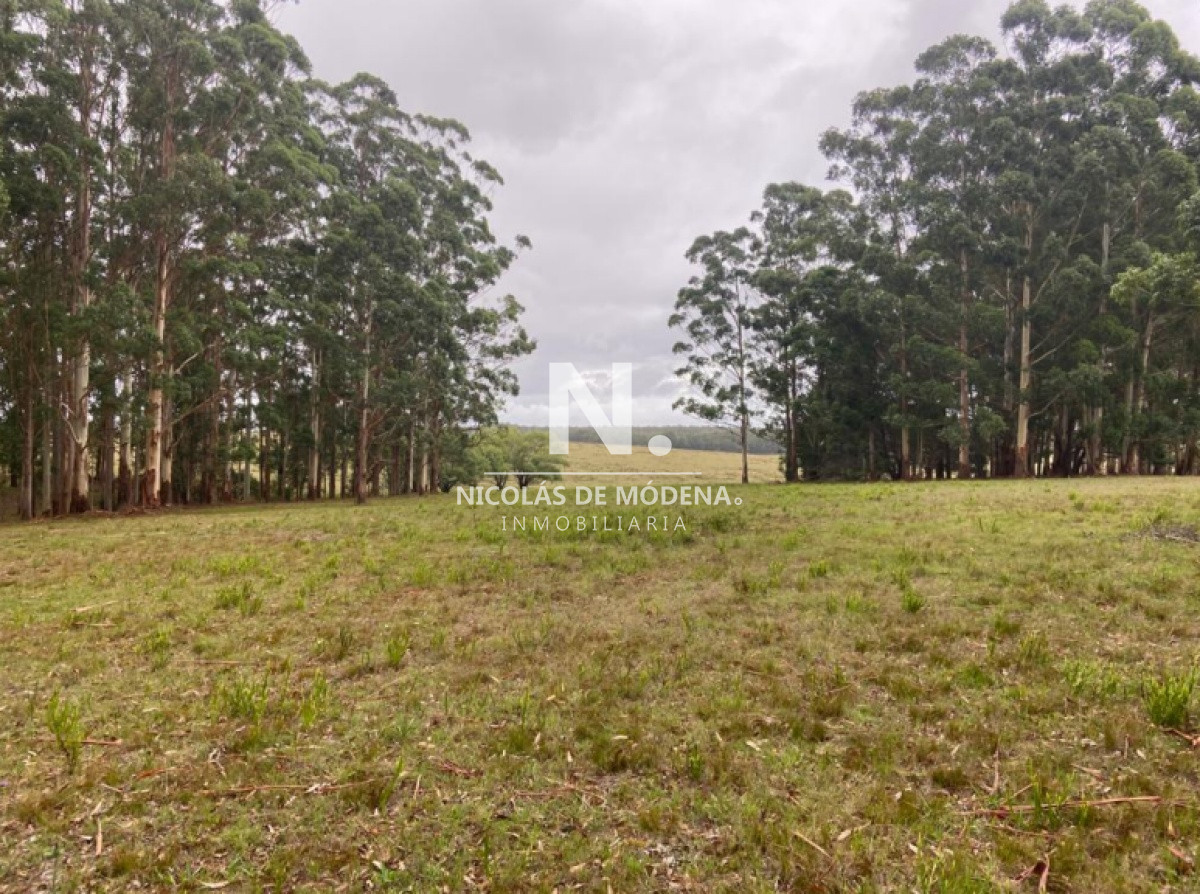 Campo