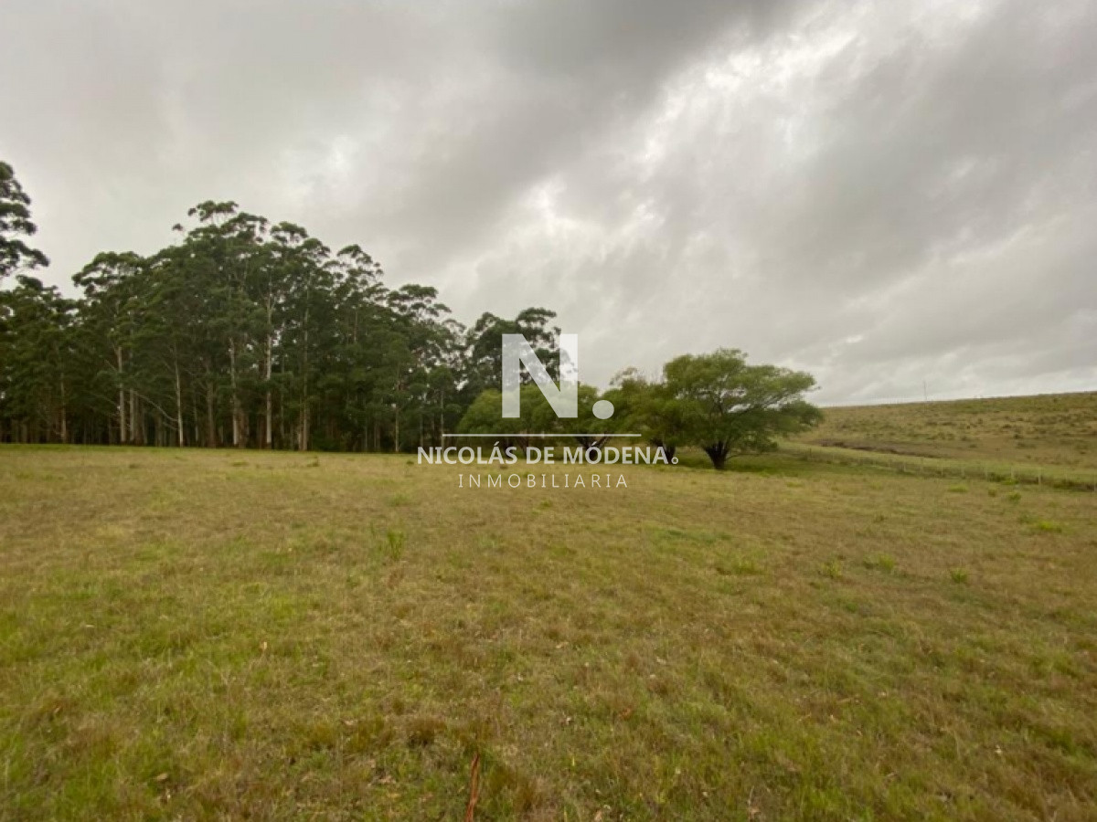 Campo