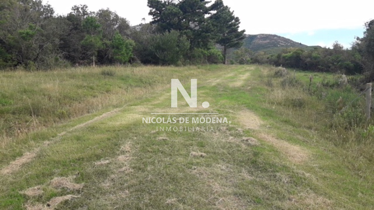 Campo