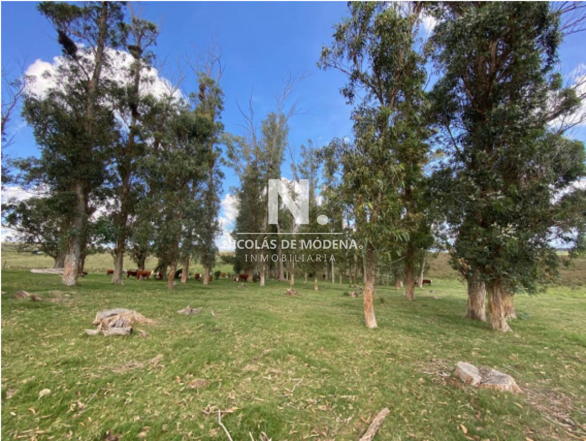 Campo