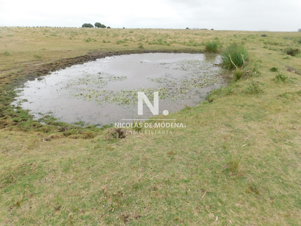 Campo