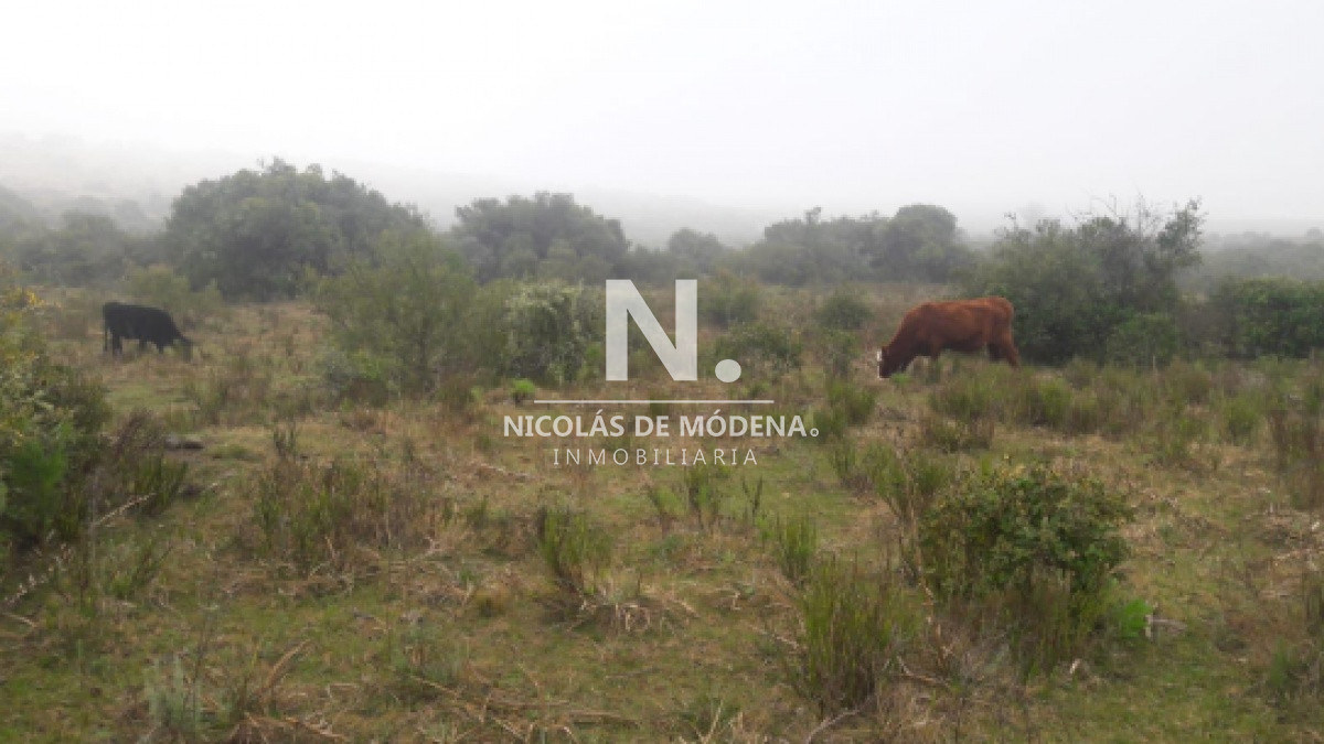 Campo