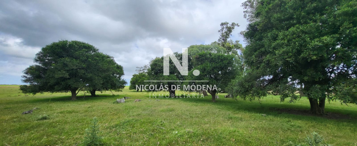 Campo