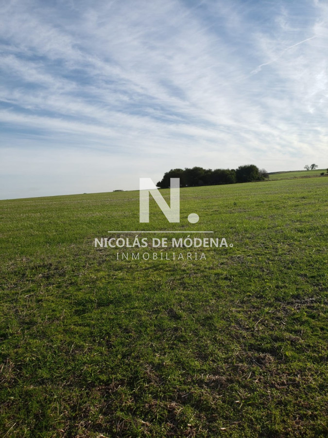 Campo