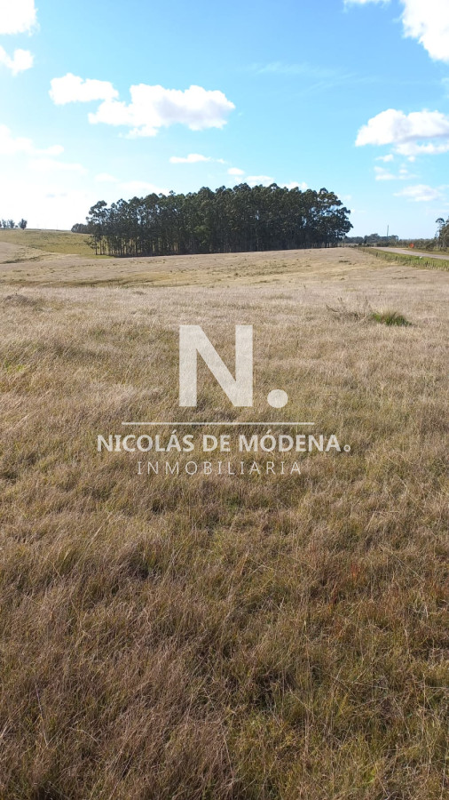 Campo