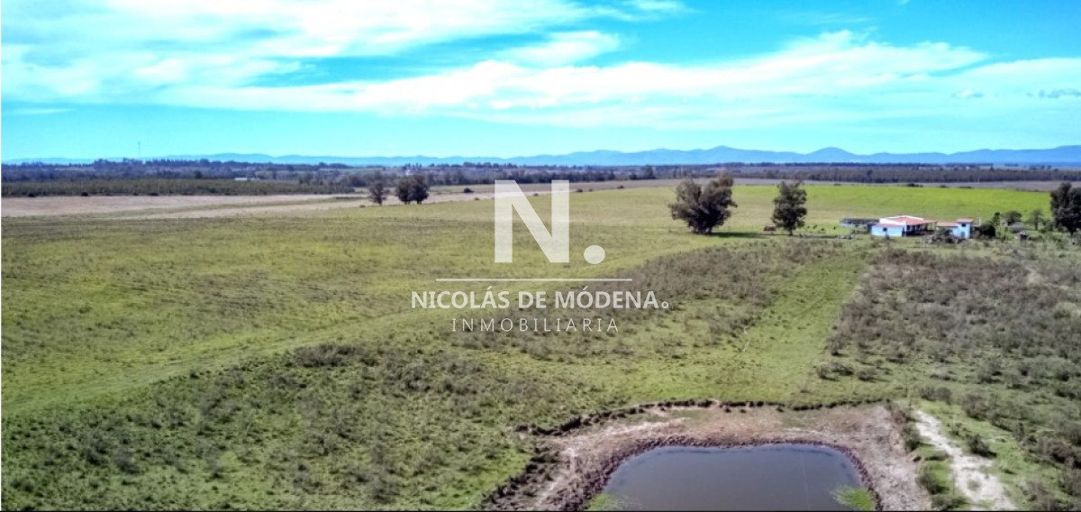 Campo