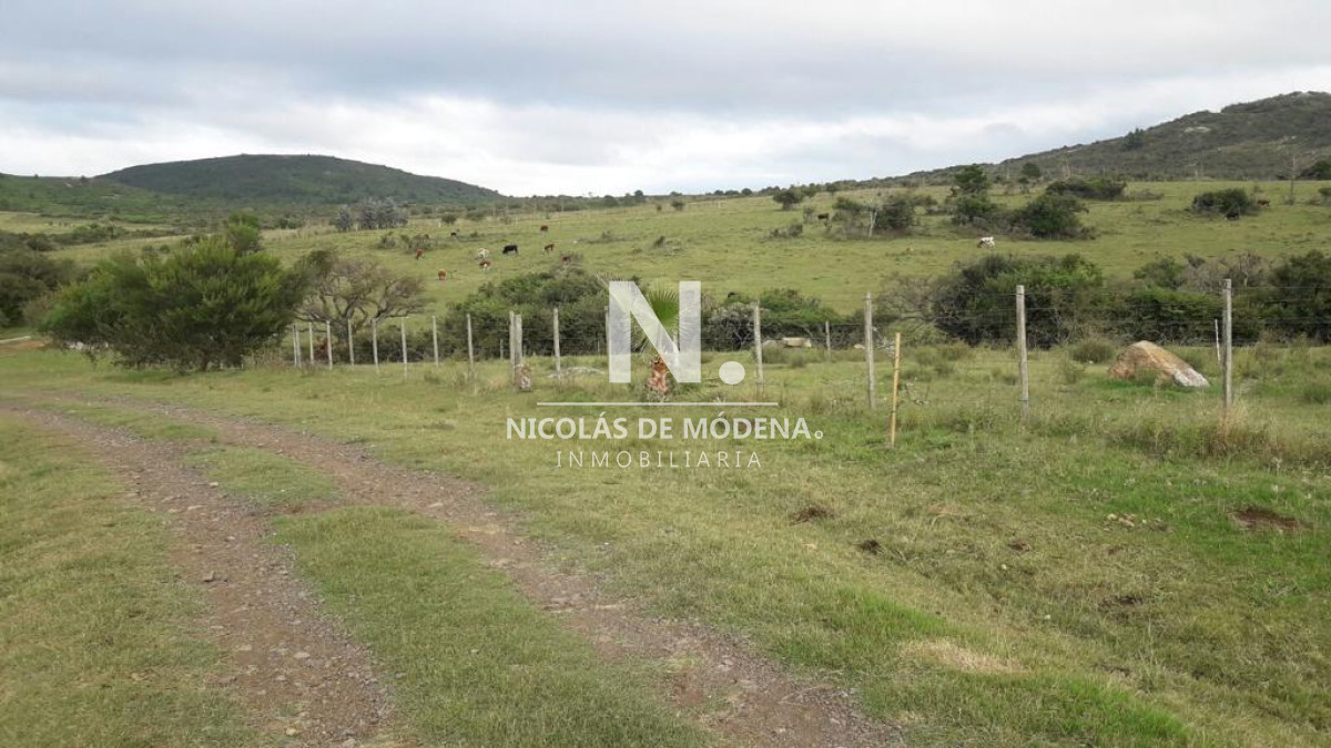 Campo