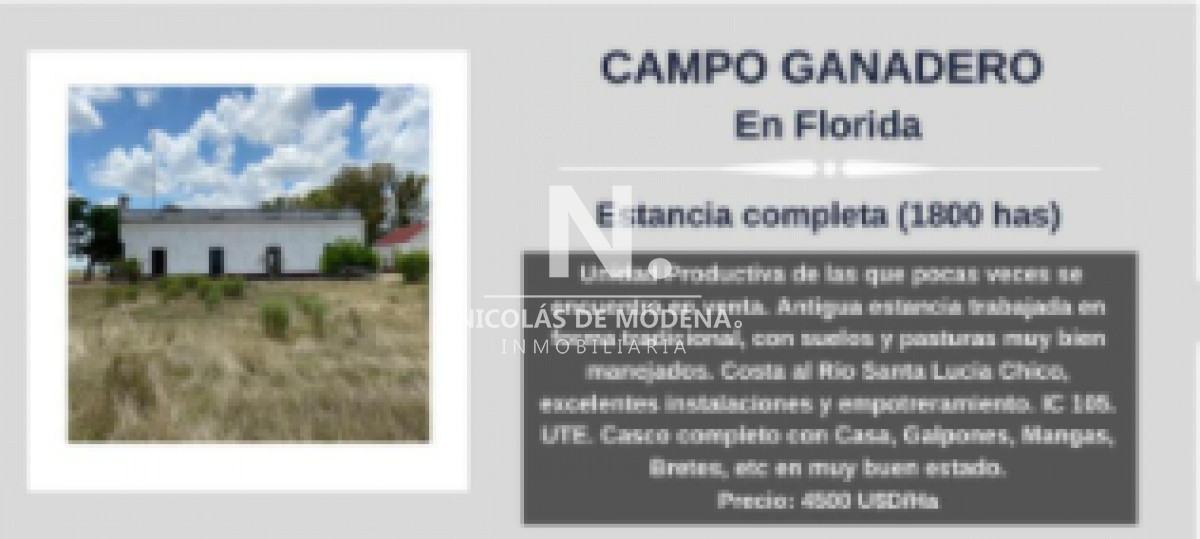 Campo