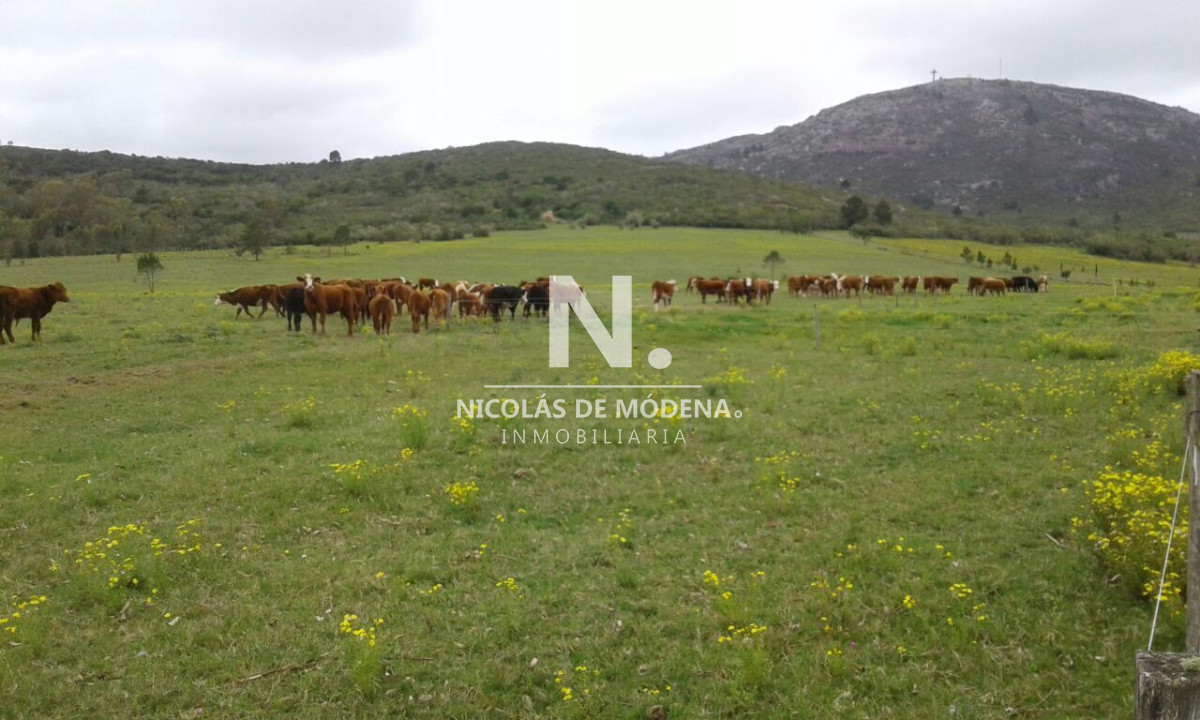 Campo