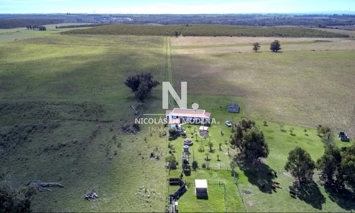 Campo