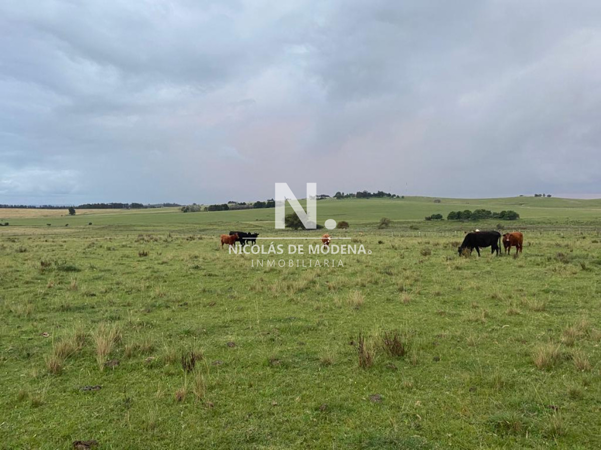 Campo