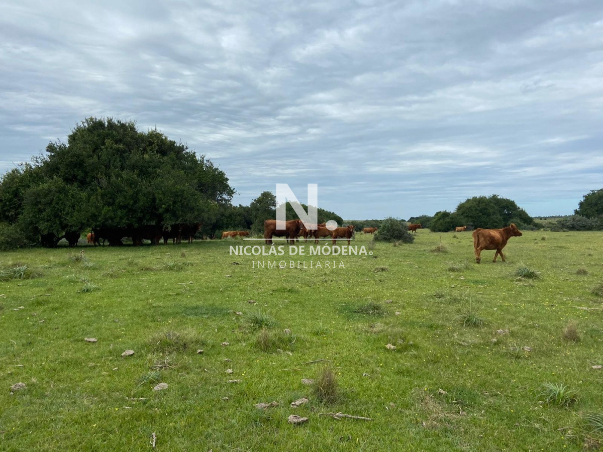 Campo