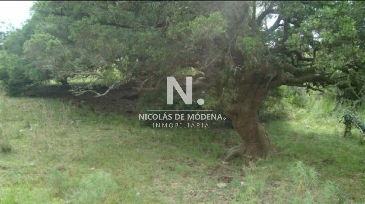 Campo de 95hàs. - GoPunta - Portal Inmobiliario de Punta del Este - Maldonado
