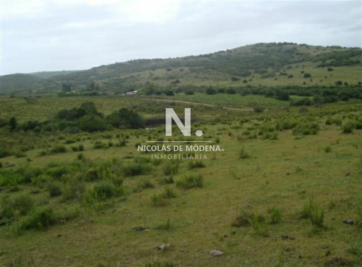 Campo de 95hàs. - GoPunta - Portal Inmobiliario de Punta del Este - Maldonado