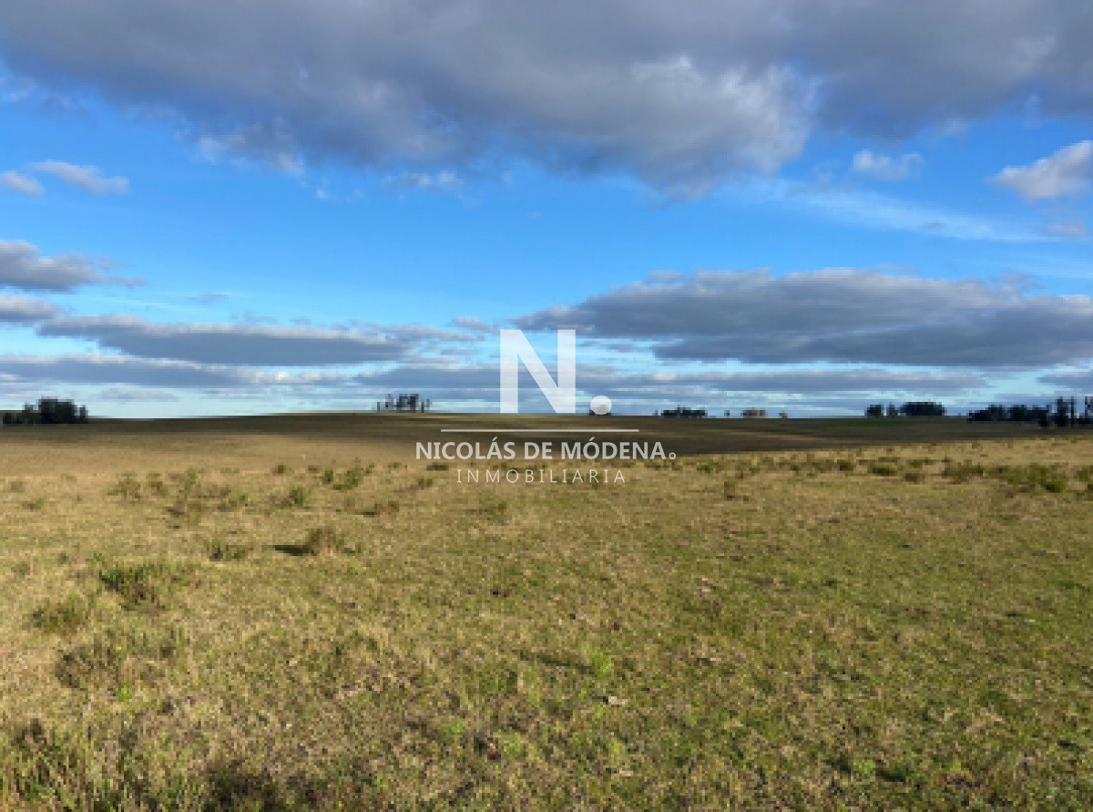 Campo