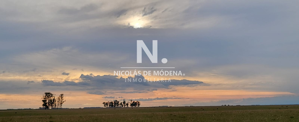 Campo