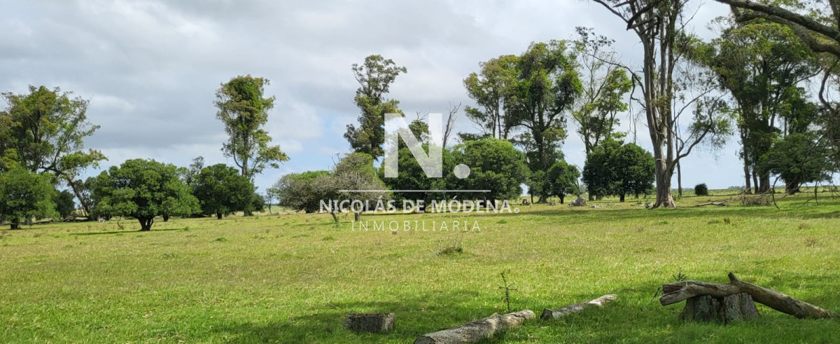 Campo