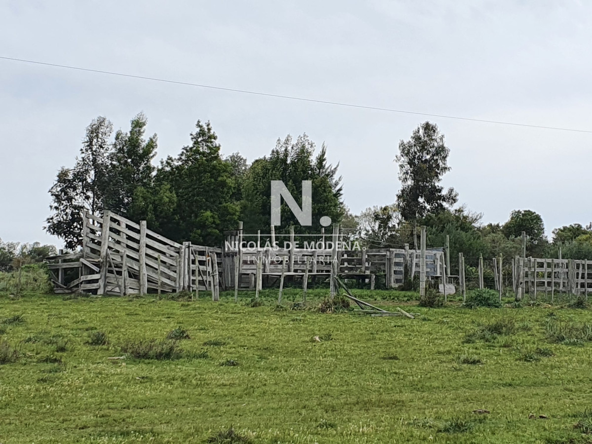 Campo
