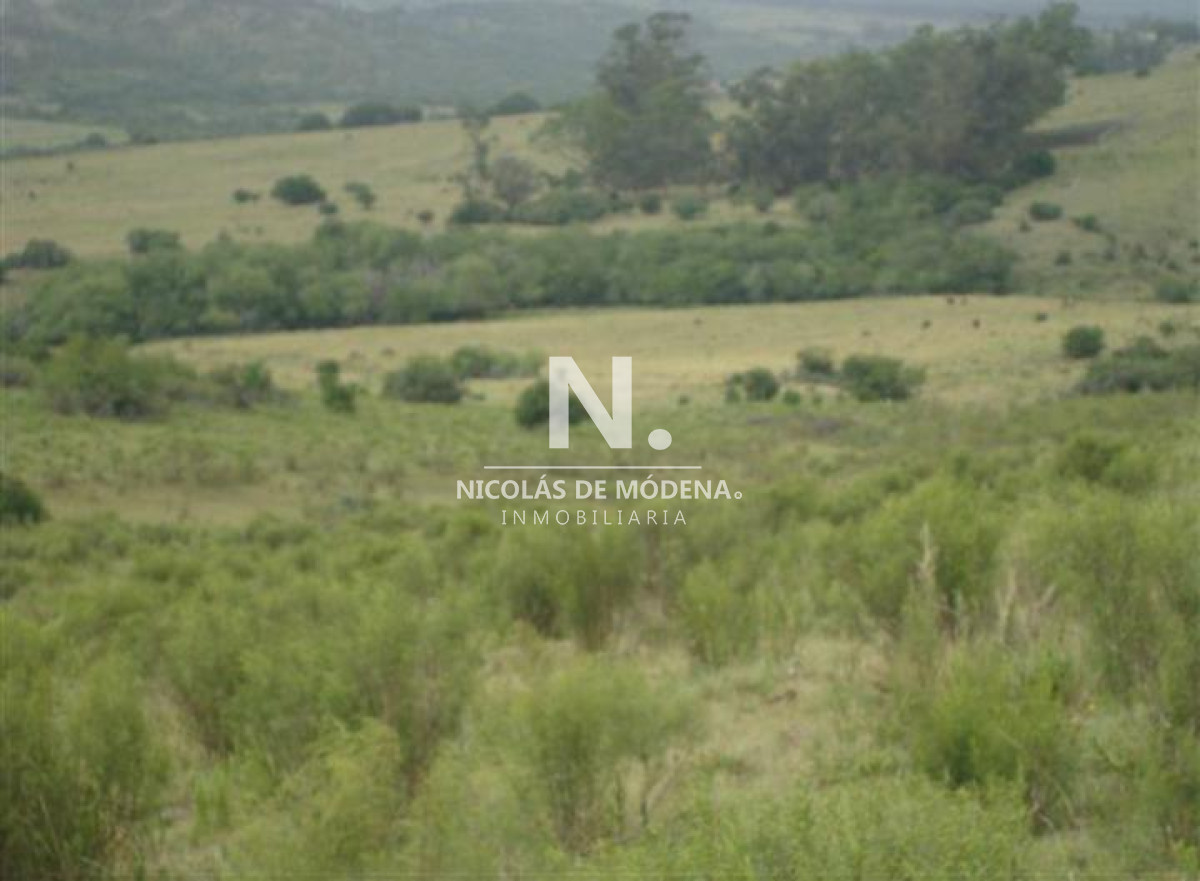 Campo de 95hàs. - GoPunta - Portal Inmobiliario de Punta del Este - Maldonado
