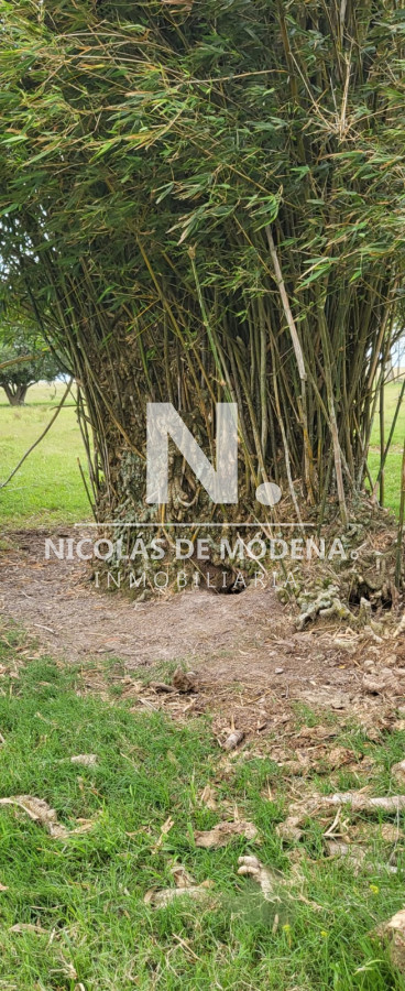 Campo