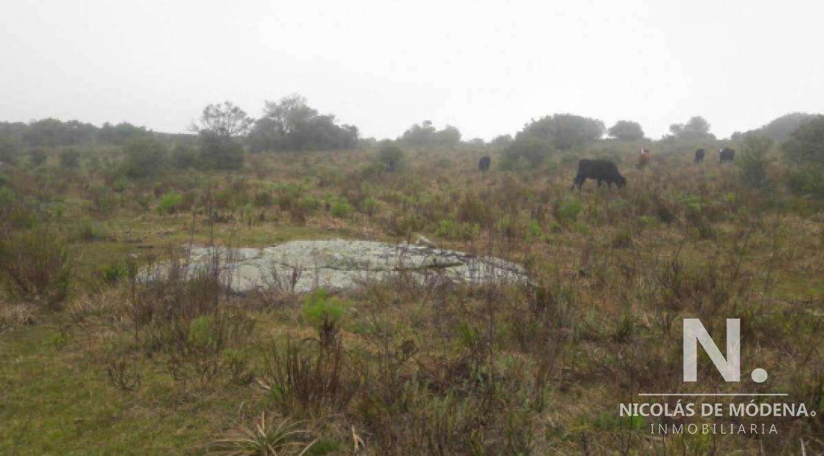 Campo Ganadero en Venta en Aigua - GoPunta - Portal Inmobiliario de Punta del Este - Maldonado