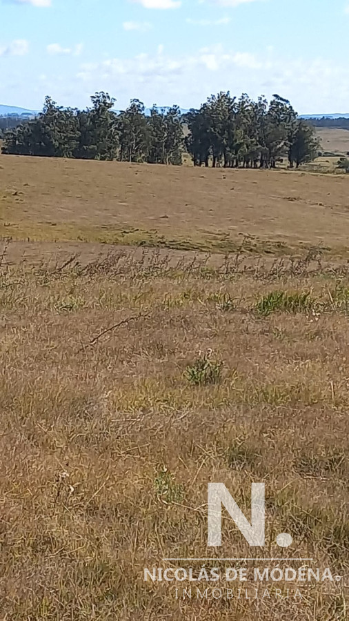 Campo de 52 has en excelente ubicacion, prox a ruta 9 - GoPunta - Portal Inmobiliario de Punta del Este - Maldonado