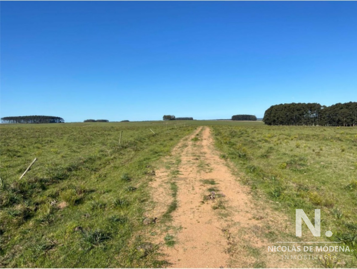 Gran campo en Maldonado - GoPunta - Portal Inmobiliario de Punta del Este - Maldonado