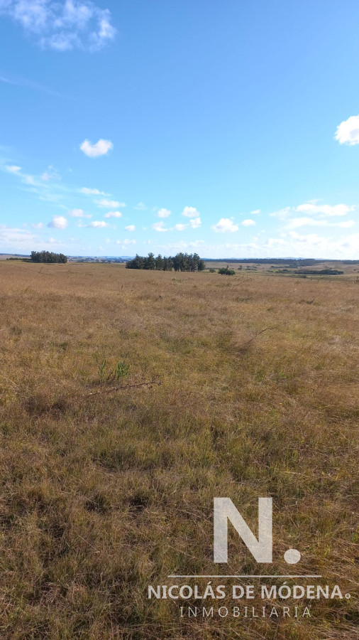 Campo de 52 has en excelente ubicacion, prox a ruta 9 - GoPunta - Portal Inmobiliario de Punta del Este - Maldonado