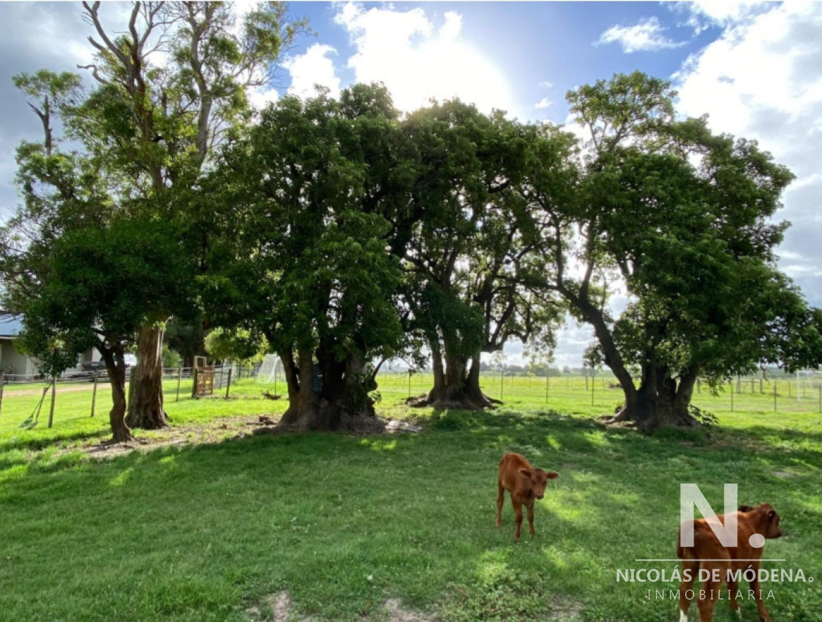 Campo con gran potencial - GoPunta - Portal Inmobiliario de Punta del Este - Maldonado