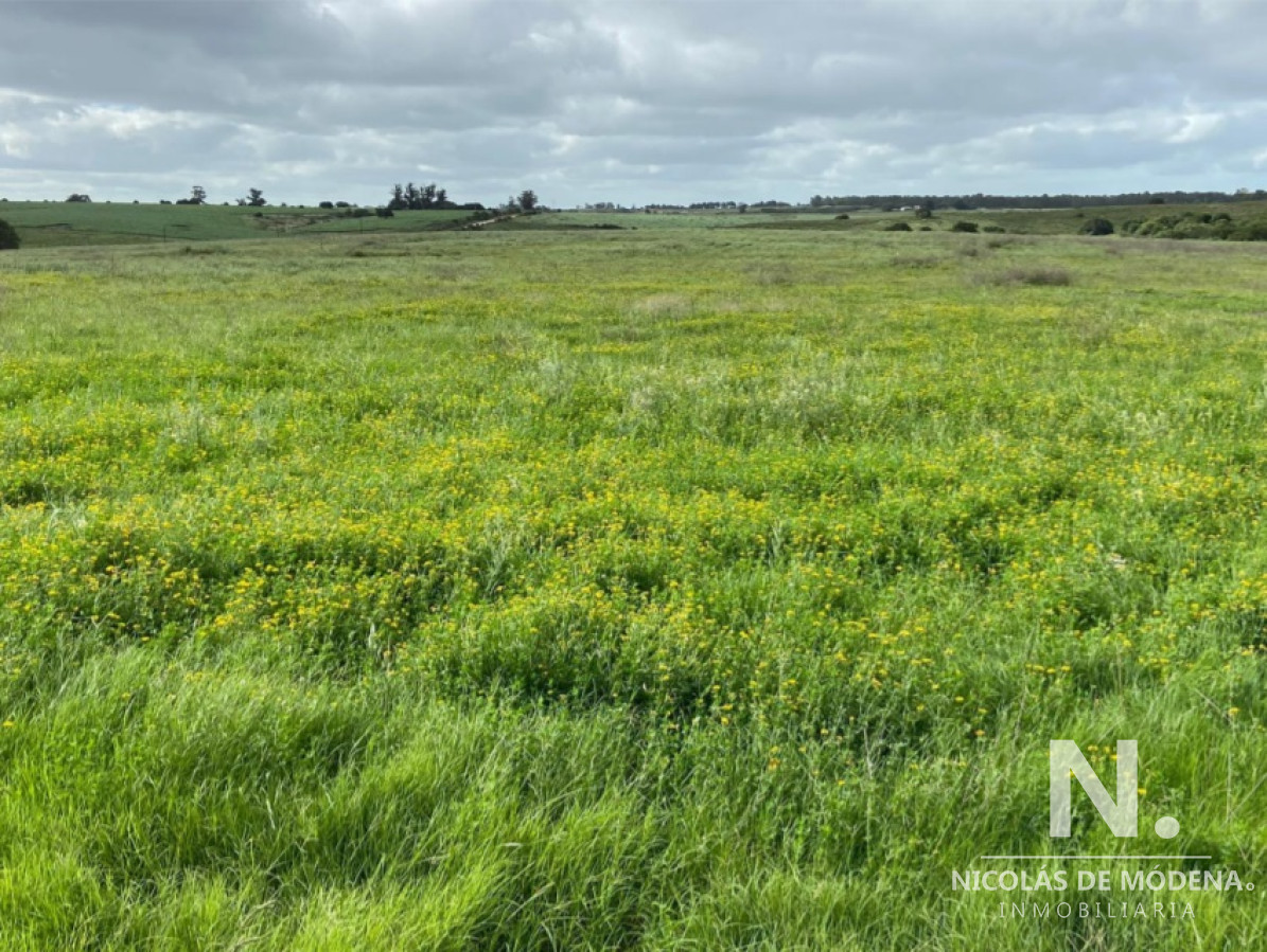Campo con gran potencial - GoPunta - Portal Inmobiliario de Punta del Este - Maldonado
