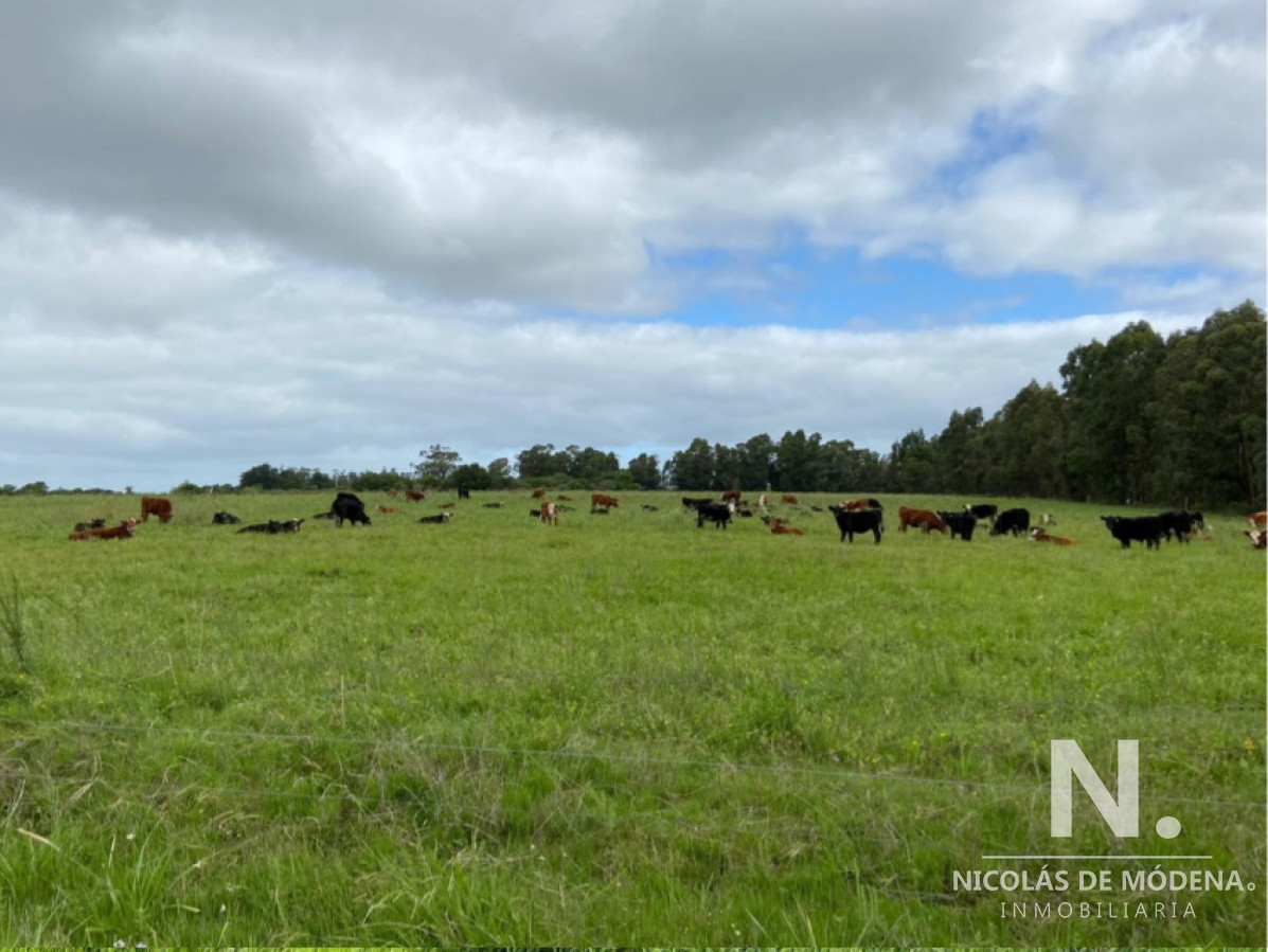 Campo con gran potencial - GoPunta - Portal Inmobiliario de Punta del Este - Maldonado