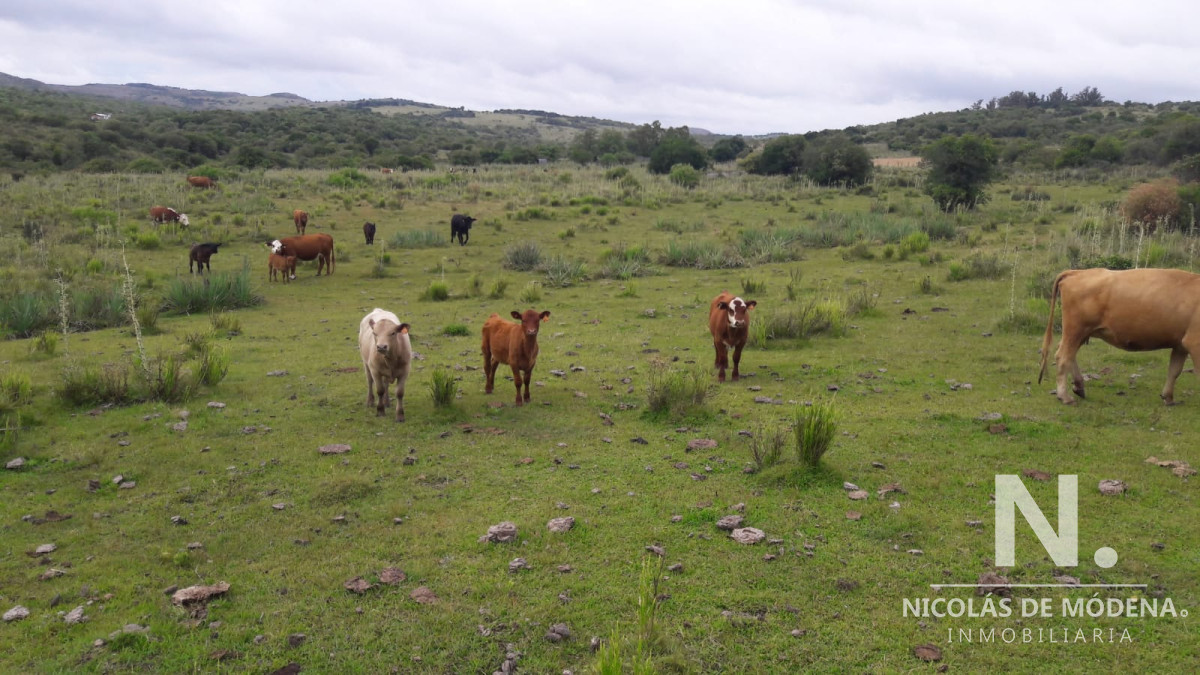 Campo en   Aigua , Maldonado,  62 Hectáreas - GoPunta - Portal Inmobiliario de Punta del Este - Maldonado