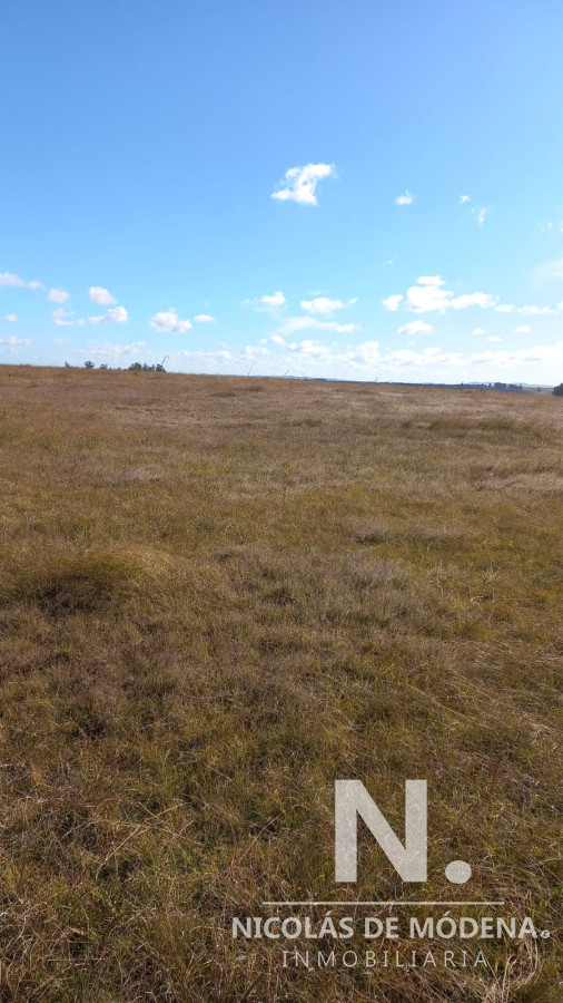 Campo de 52 has en excelente ubicacion, prox a ruta 9 - GoPunta - Portal Inmobiliario de Punta del Este - Maldonado